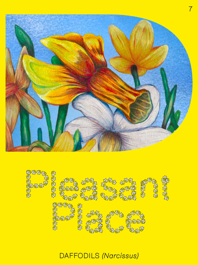 Pleasant Place #7: Daffodils
