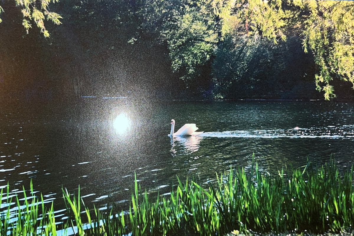 Memento Post Card Series: High Park Swan