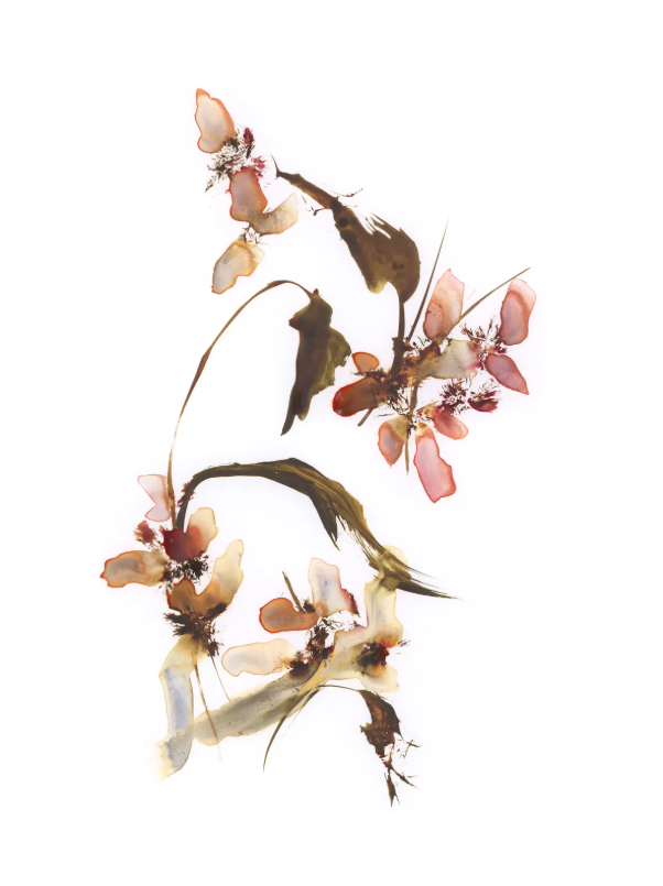 Bark and Petals, Original Painting
